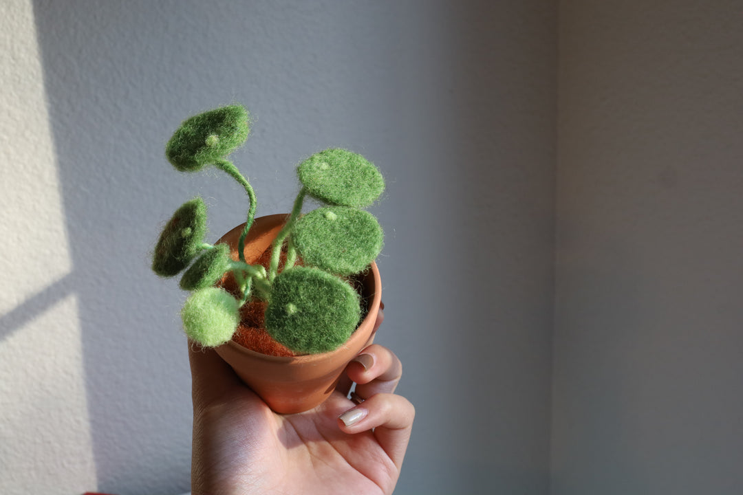 Needle Felting Money Plant Workshop