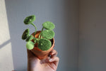 Load image into Gallery viewer, Needle Felting Money Plant Workshop
