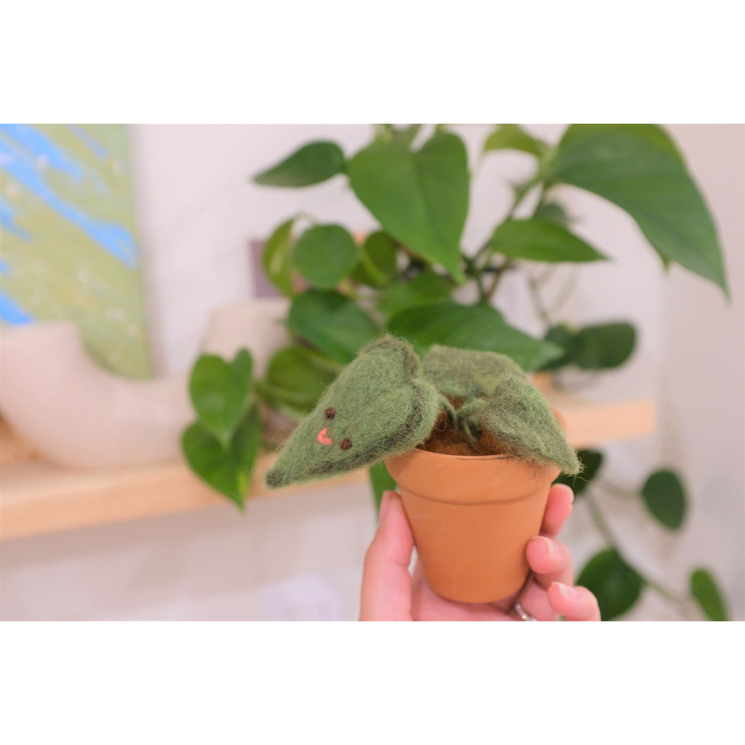 Felted Heartleaf Plant Kit