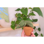 Load image into Gallery viewer, Felted Heartleaf Plant Kit
